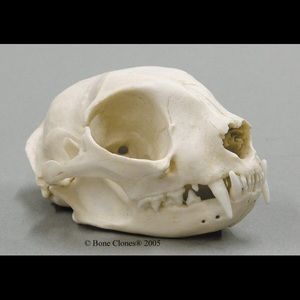 Meet your Posher, Lynn